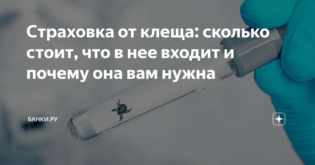 Страховка от клеща: сколько стоит, что в нее входит и почему она вам ...