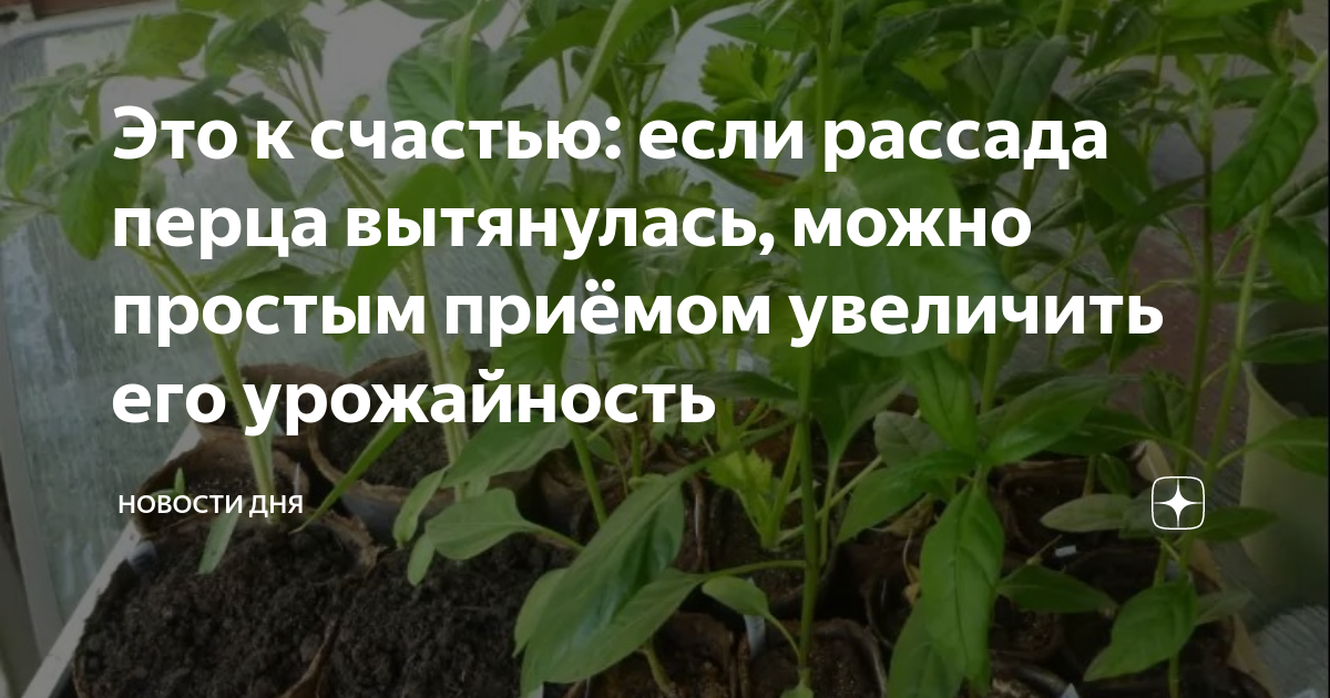 Можно ли заглублять рассаду перца. Рассада перца вытянулась. Рассада перца по дням. С днем рассады. Семядольные листья томатов