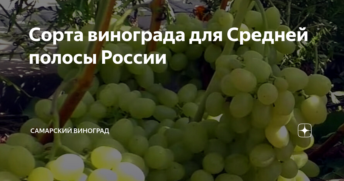 Сорта винограда для Средней полосы России