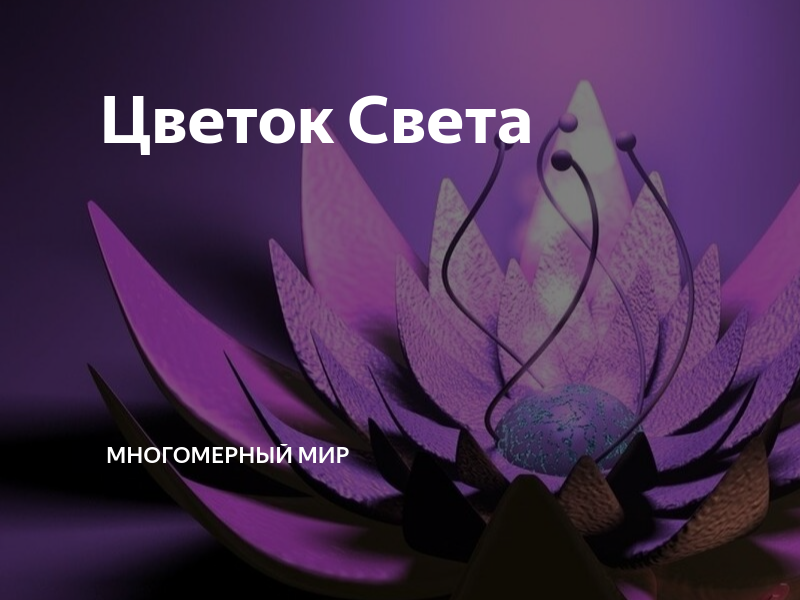 Цветок света