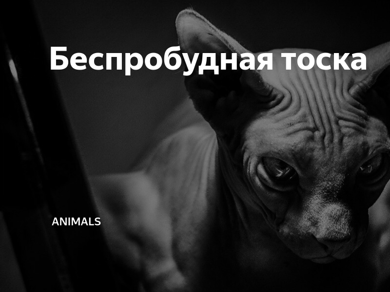 Беспробудная тоска | Animals | Дзен