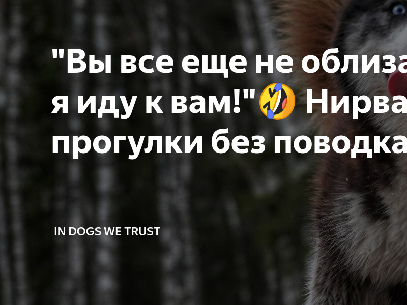 "Вы все еще не облизаны, тогда я иду к вам!"🤣 Нирвана и прогулки без ...