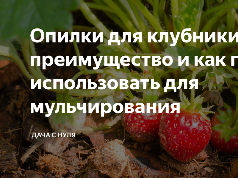 Можно клубнику посыпать золой. Температурный стресс у клубники. Нехватка металла в клубнике. Больше ли земляника чем клубника.