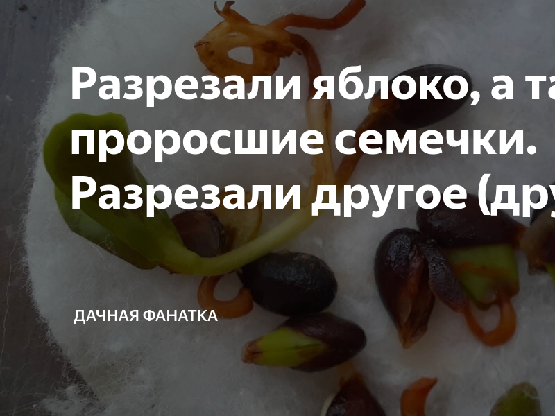 Не брошенное семя. Кто сказал что земля. Семена в ладони. Посевной материал. Росток из семени.