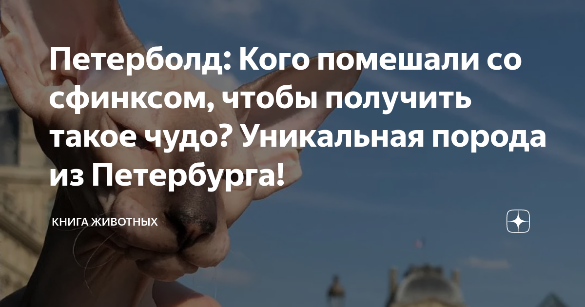 Петерболд: Кого помешали со сфинксом, чтобы получить такое чудо ...