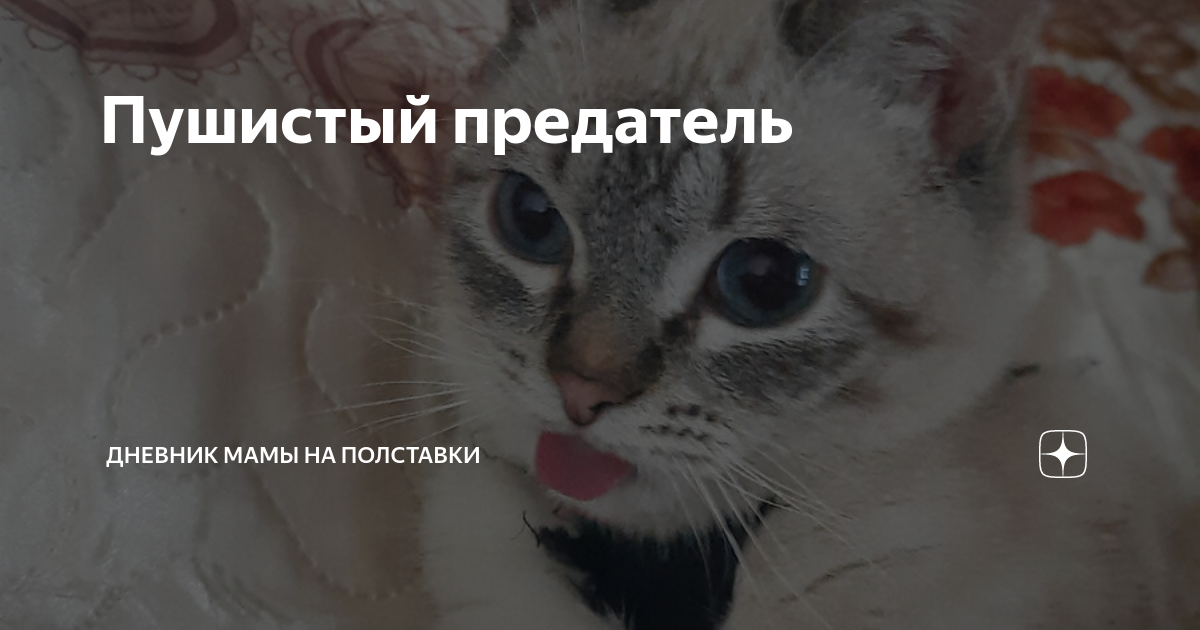 Пушистый предатель | Дневник Мамы на полставки | Дзен