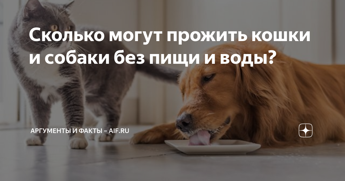 Сколько проживет кошка без еды и воды. Факты об отношениях кошек и собак. Собака которая живет дольше всех. Кошки которые не переносят одиночество. Собака может прожить дольше 20 лет.