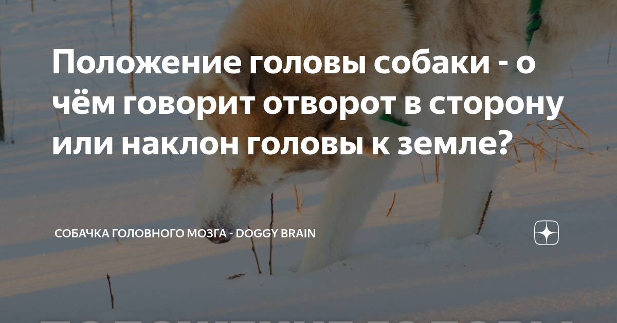 собака не поворачивает голову в одну сторону