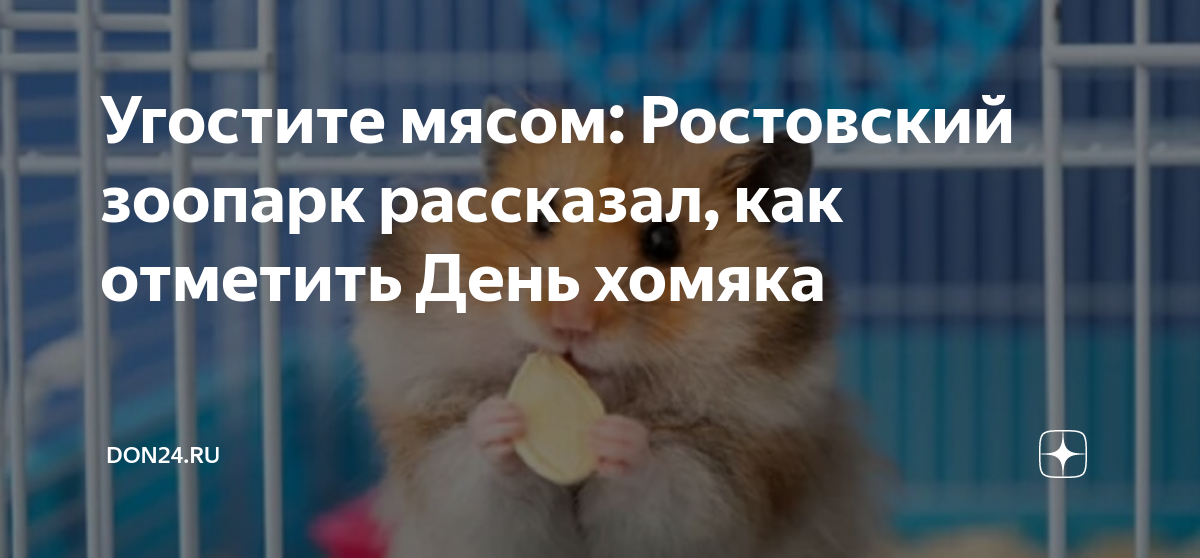 Всемирный день хомяка. Всемирный день хомяка 12 апреля. Зоопарк хомяков. Обыкновенный хомяк. Когда день хомяков