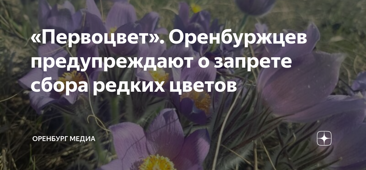 сбор лекарственных трав. люди собирают травы. сбор редких растений. лесные цветы. учёный запрещает.