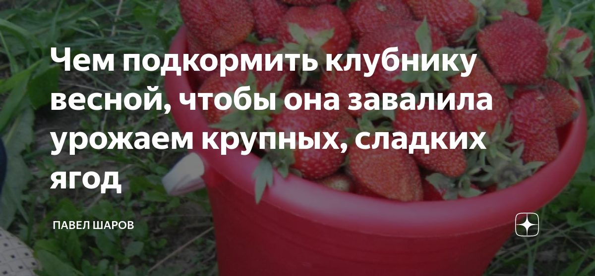 Чем в зиму подкормить клубнику в октябре. Подкормить клубнику. подкормить клубнику весной. как подкормить клубнику весной. чем подкормить клубнику весной для хорошего урожая.