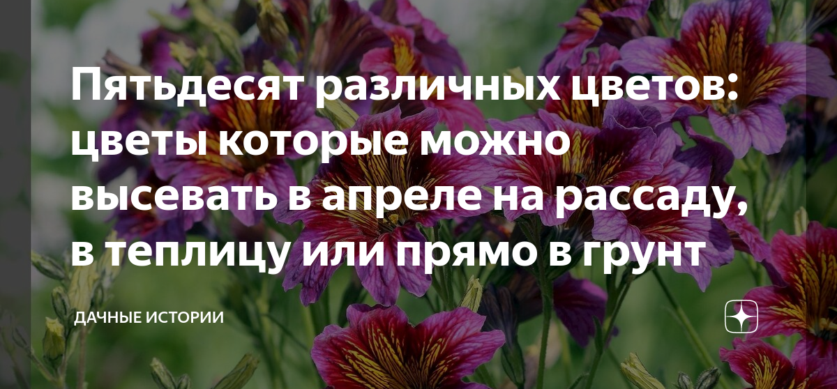 Пятьдесят различных цветов: цветы которые можно высевать в апреле на ...