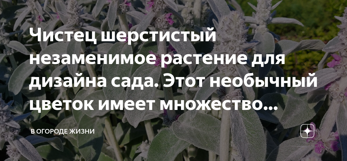 Чистец (Стахис) шерстистый Овечьи ушки. 0,1 гр.