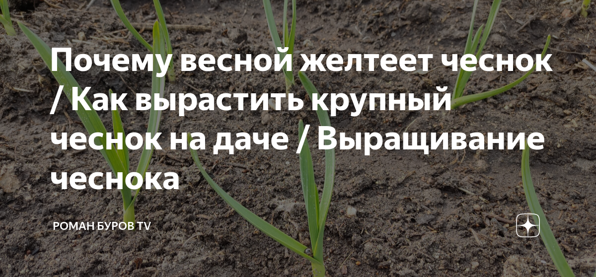 Если желтеет чеснок на грядке чем поливать. Чеснок весной. Чеснок желтеет весной. Почему желтеет чеснок весной. Как сажать чеснок весной.