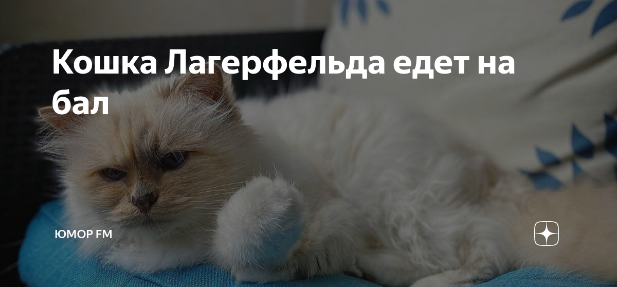 Кошка карла лагерфельда фото