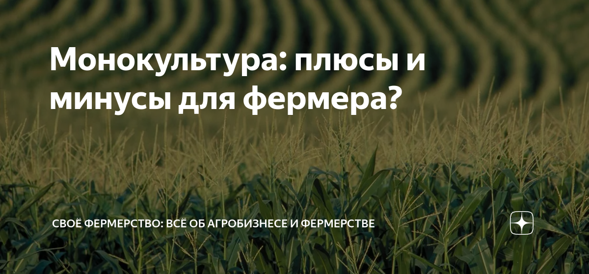 Монокультура: плюсы и минусы для фермера? | Своё Фермерство: всё об ...