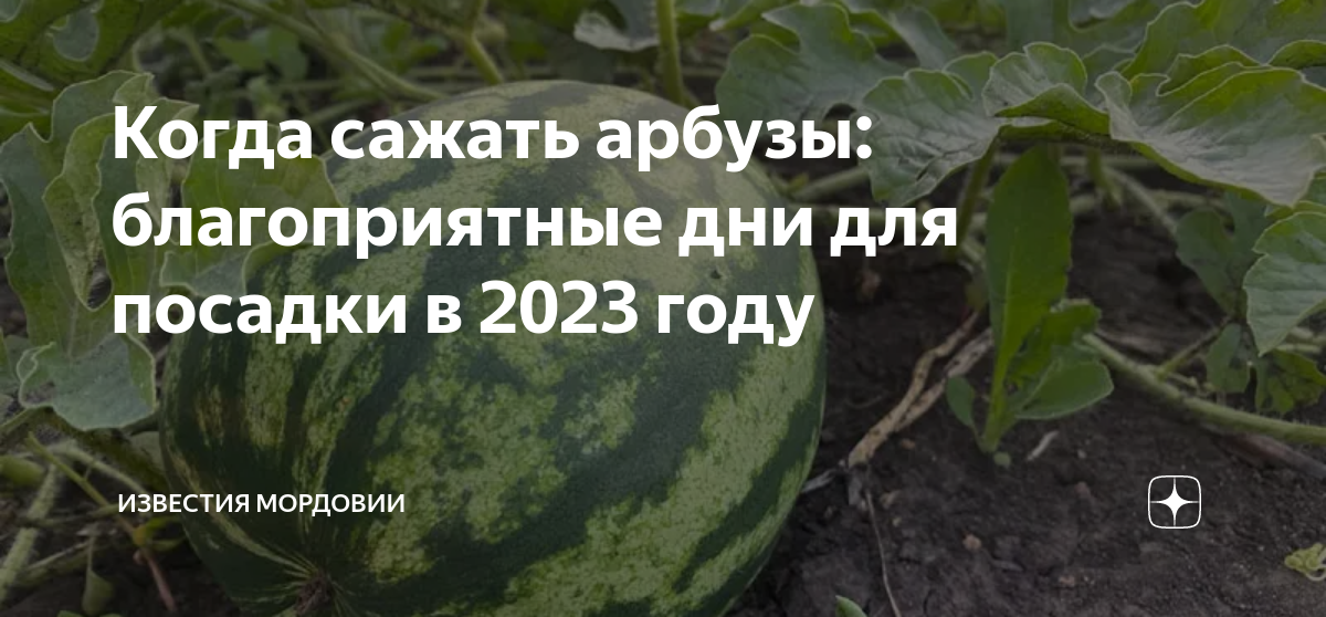 Благоприятные дни для посадки арбузов 2024. Когда сеять арбузы. Когда сажать арбузы. Сроки посадки арбузов. Сажаем арбузы.