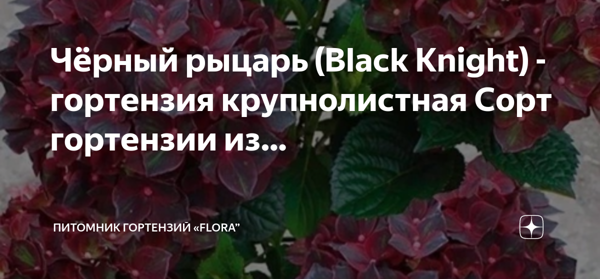 Крупнолистные : Hydrangea macr. 'Chocolate"-Гортензия крупнолистная Шоколад