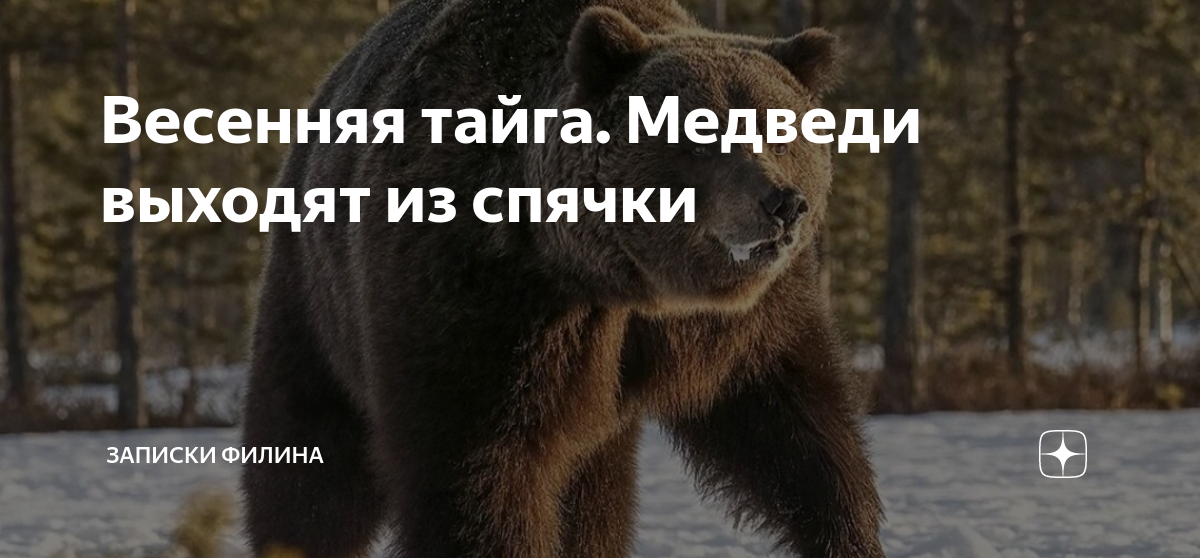 Медведь в тайге видео короткое. Песня медведь тайга. Песня медведь тайга. Медведь в тайге. Как охотятся медведи в тайге видео.