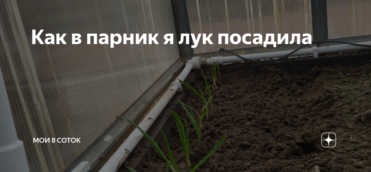 Как в парник я лук посадила 🧅 | Мои 8 соток | Дзен