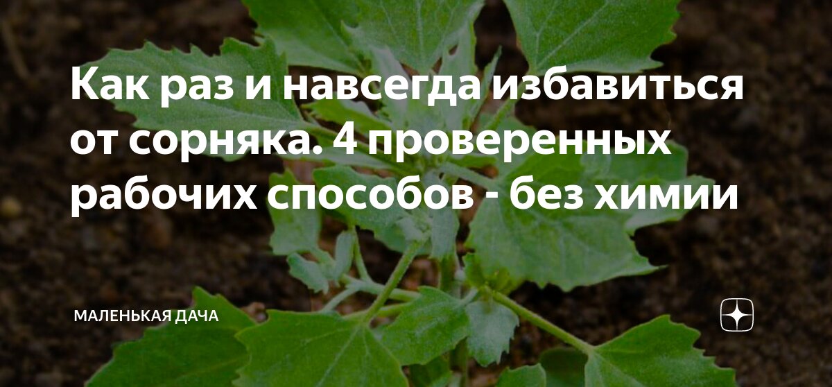 Как раз и навсегда избавиться от сорняка. 4 проверенных рабочих ...
