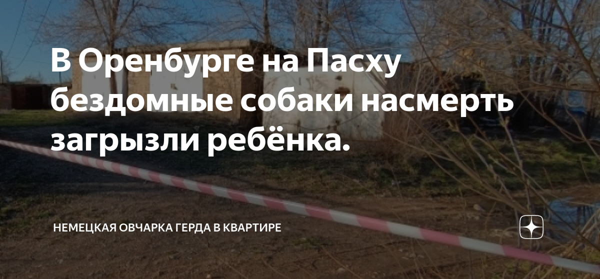 Немецкая овчарка напала на ребенка. Кочевник собака напала на ребенка. Немецкая овчарка напала на ребенка в москве. Немецкая овчарка напала на ребенка в москве. Овчарки напали на ребенка.