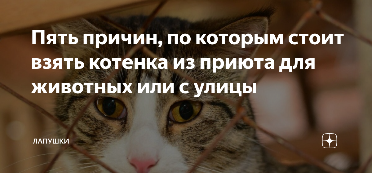 План действий