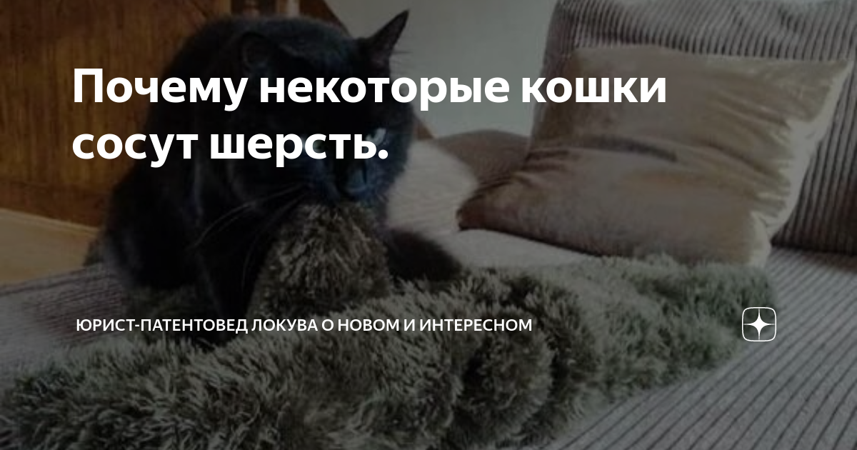 Как отучить кошку 🐈 сосать плед? - Мурчалкин