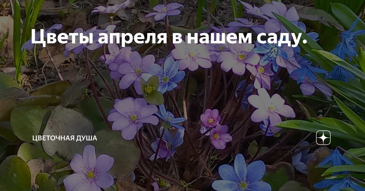 Цветы апреля в нашем саду. | В окружении цветов. | Дзен