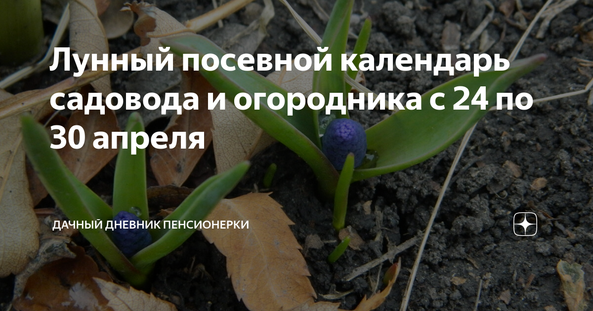 Лунный посевной календарь садовода и огородника с 24 по 30 апреля ...