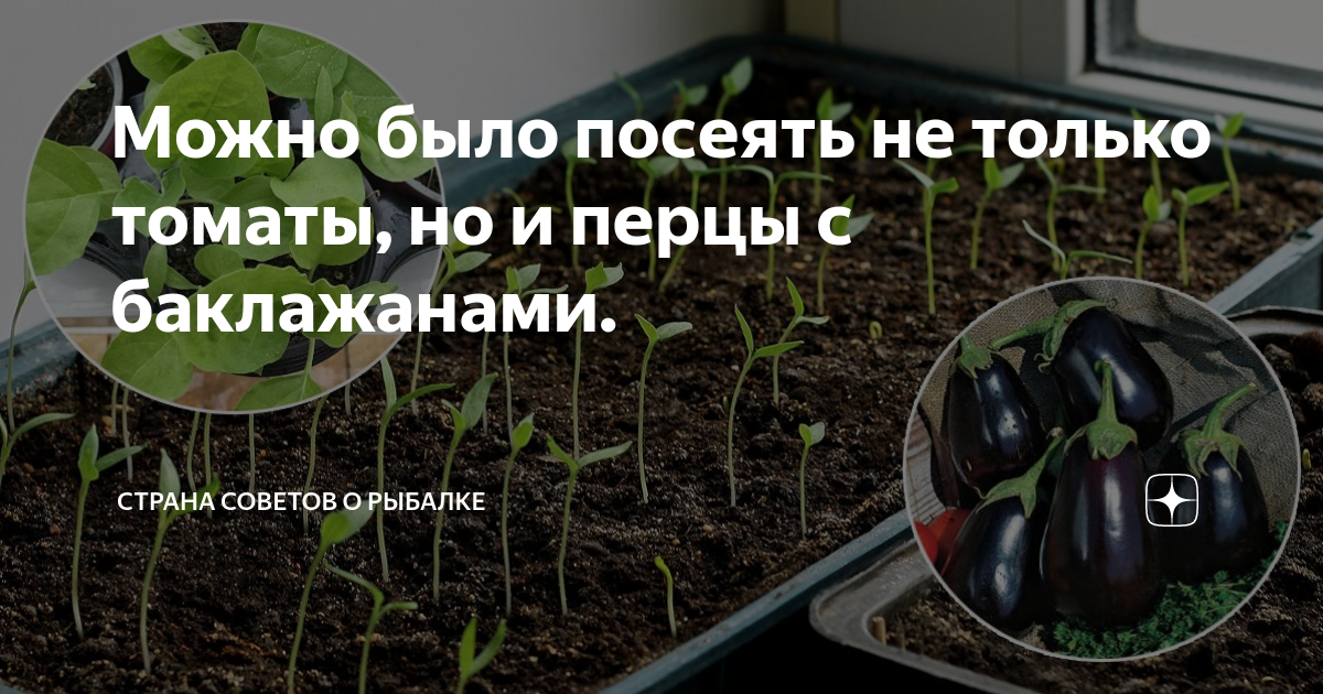 Когда можно сеять перец 2024. Рассада помидор для пересадки. Избыток света для рассады томатов. Грунт для рассады помидор. Сладкий перец на рассаду в апреле