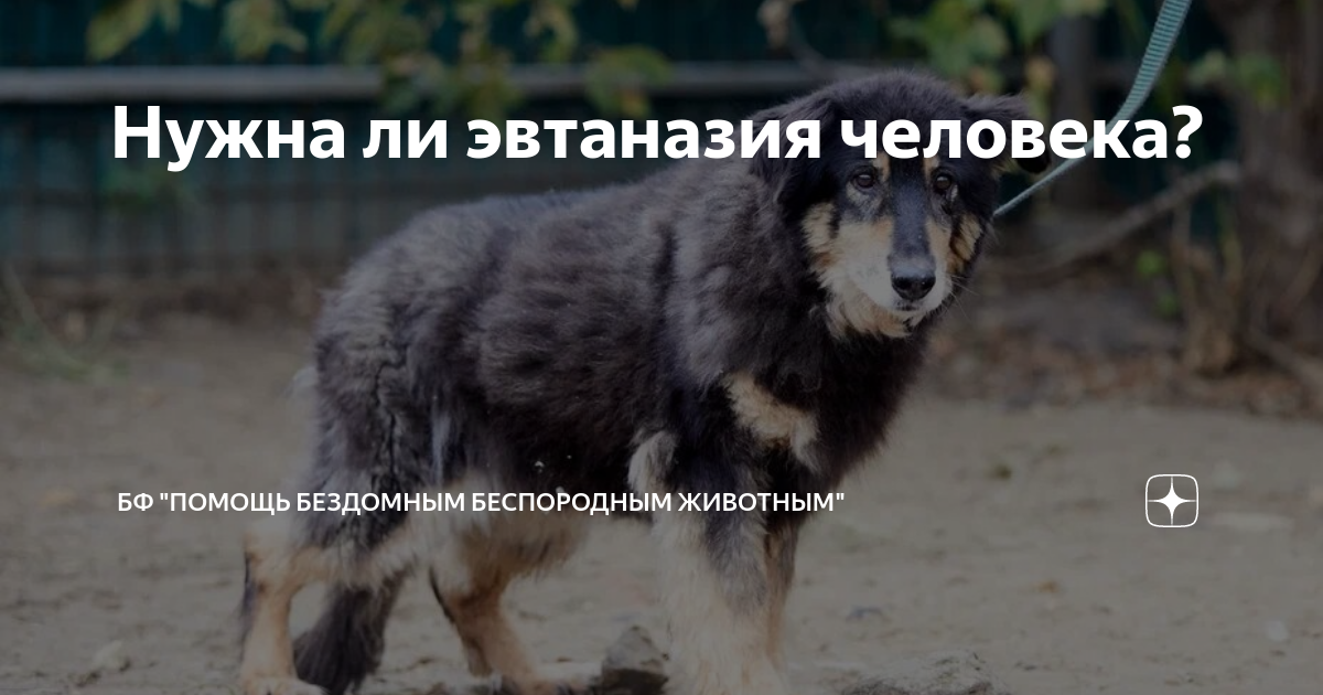 Нужна ли эвтаназия человека? | БФ "Помощь бездомным беспородным ...