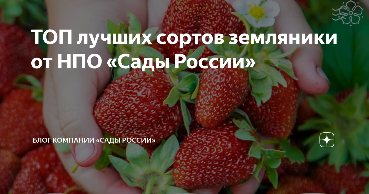 ТОП лучших сортов земляники от НПО «Сады России» | НПО «Сады России ...