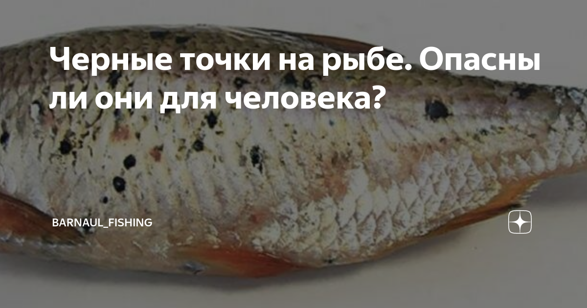 Рыба в ассортименте. Постодиплостомоз семга. Оформление интерьера рыбного магазина. Лососевые рыбы в свердловской области. Рыбная точка интернет магазин в ростове.