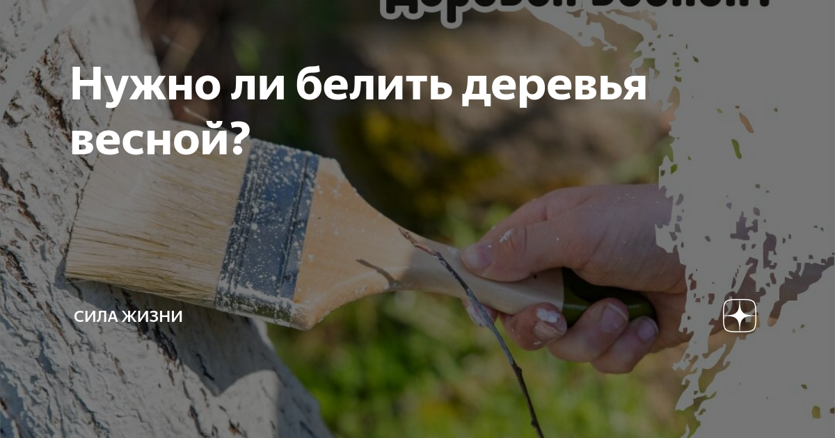 Нужно ли белить деревья весной? | Сила Жизни | Дзен
