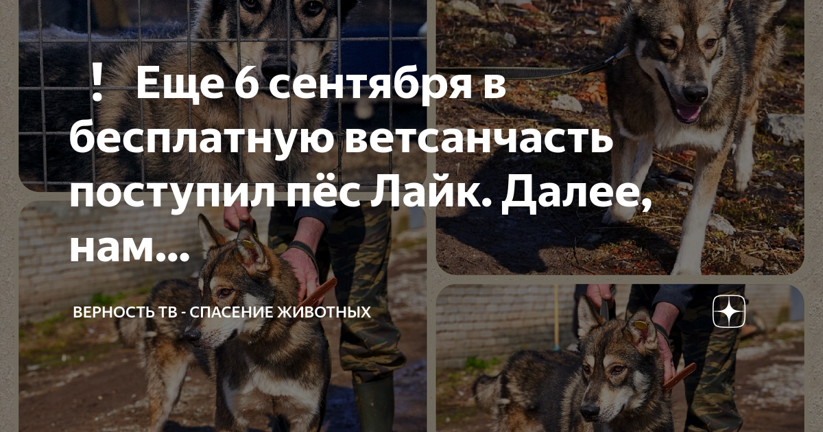 Верность тв спасение животных. Верность тв спасение животных. Верность тв спасение животных. Верность тв спасение животных. Социальный ролик о бездомных животных для детей.