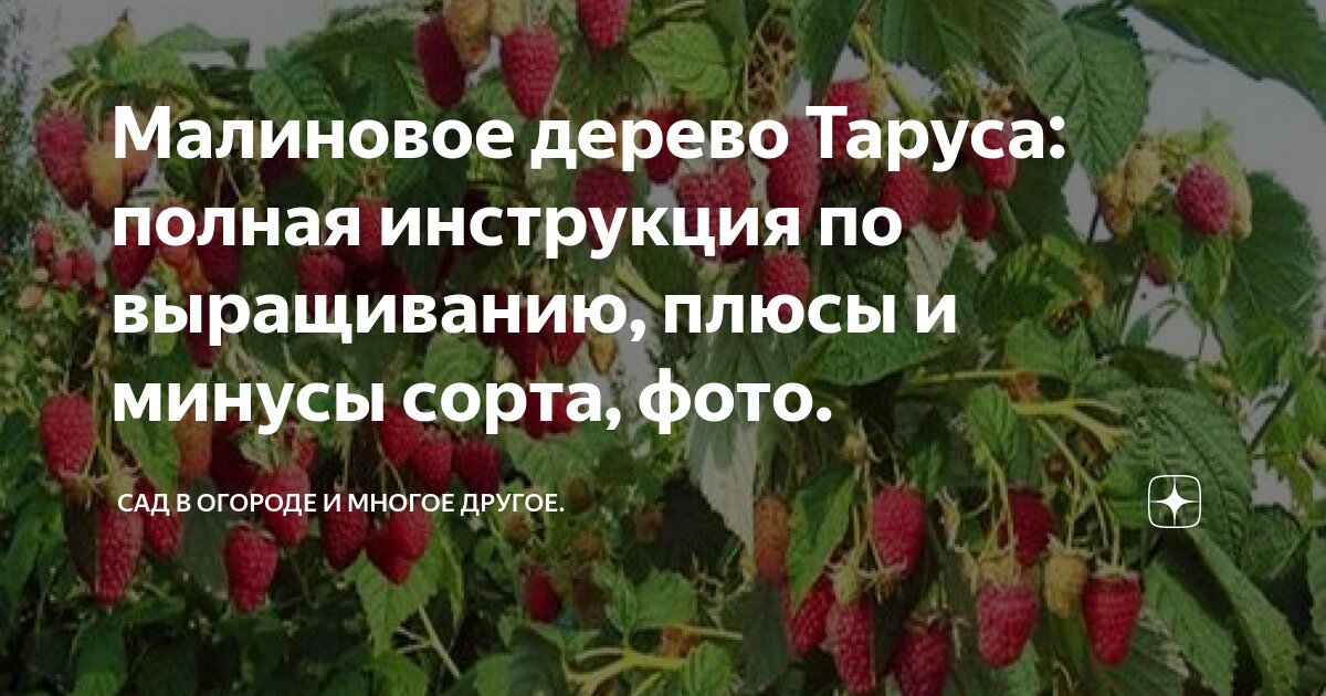 Малина таруса особенности выращивания