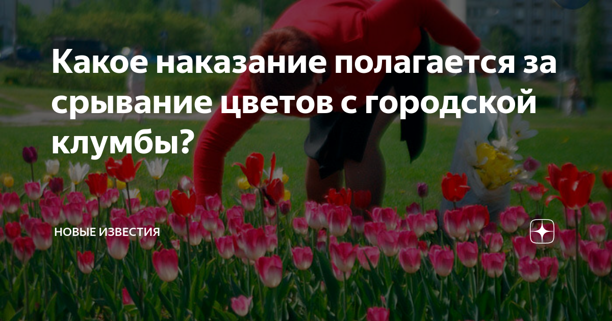 Какое наказание полагается за срывание цветов с городской клумбы ...