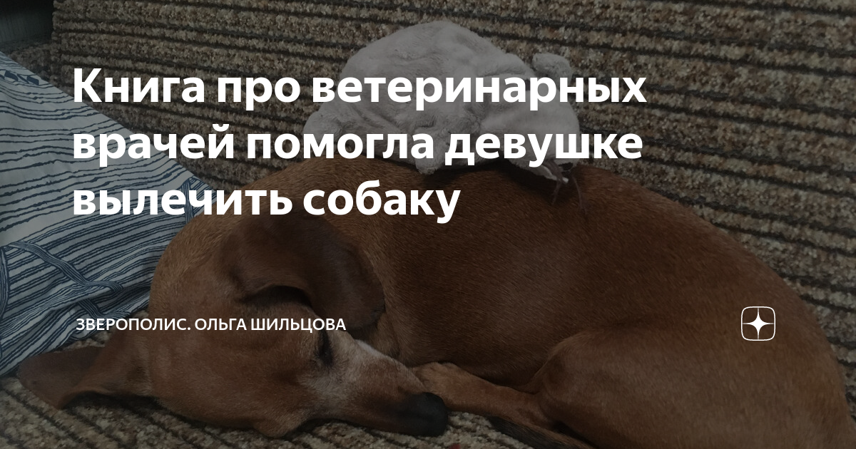 Книга про ветеринарных врачей помогла девушке вылечить собаку ...