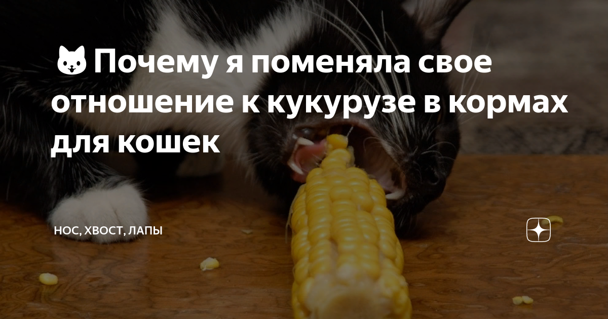 🐱Почему я поменяла свое отношение к кукурузе в кормах для кошек | Нос ...