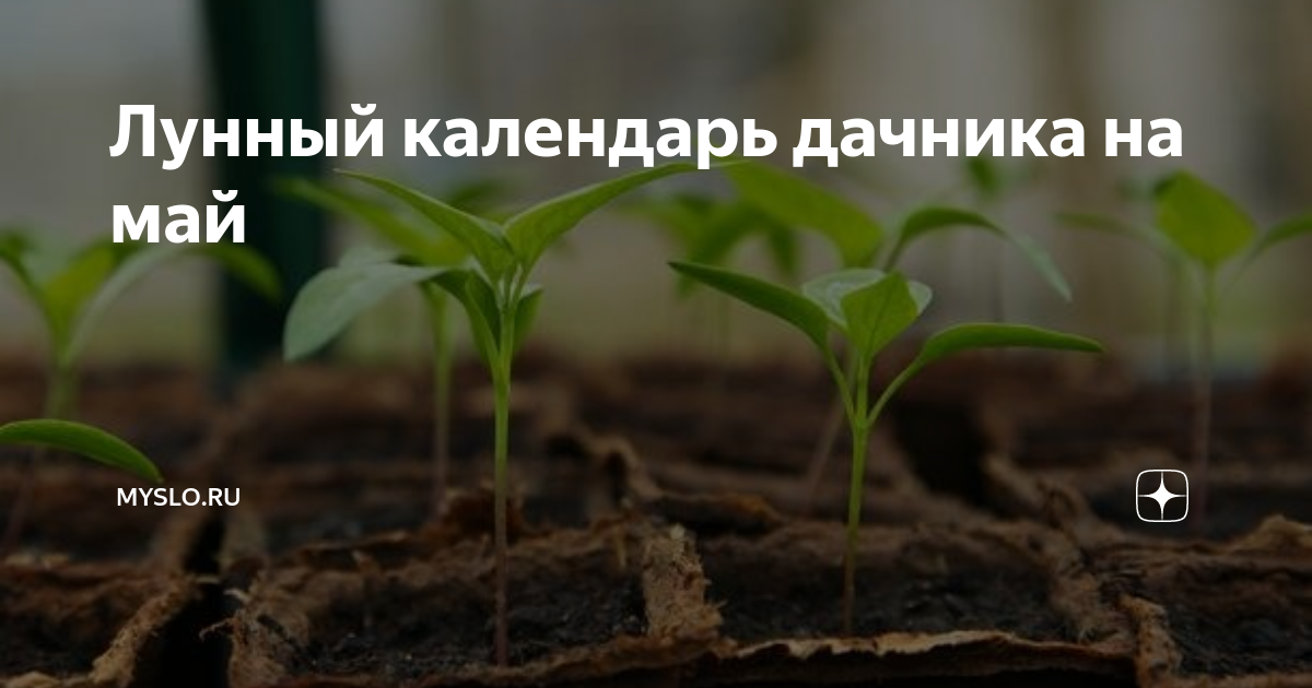 Лунный календарь дачника на май | Myslo.ru | Дзен
