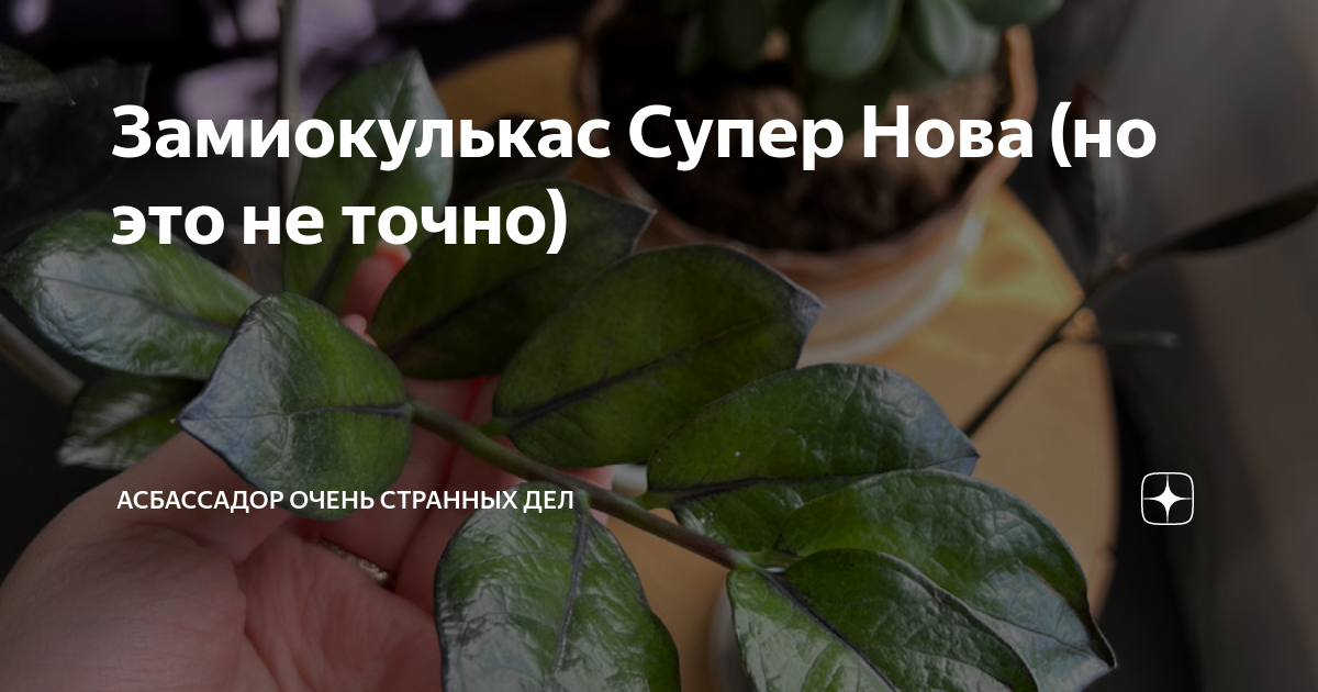 Замиокулькас Супер Нова (но это не точно) | Асбассадор очень странных ...