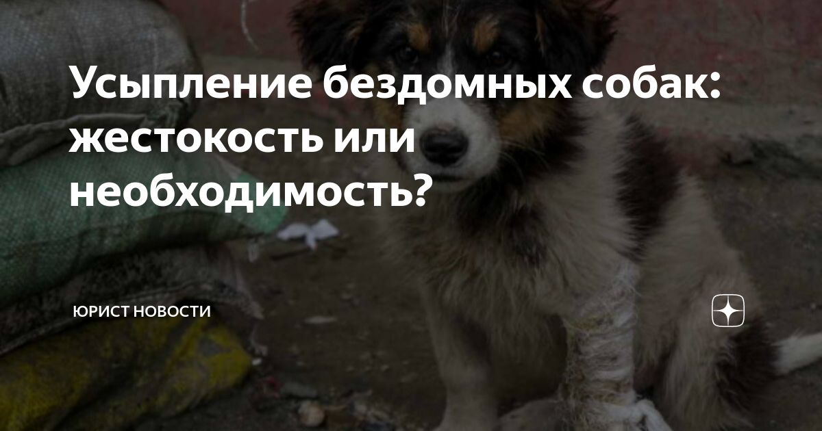 Животные перед смертью. Усыпить собаку в челябинске. Грех ли усыплять животных. Перед смертью у животных тоже есть последнее желание. Эвтаназия усыпление животных.