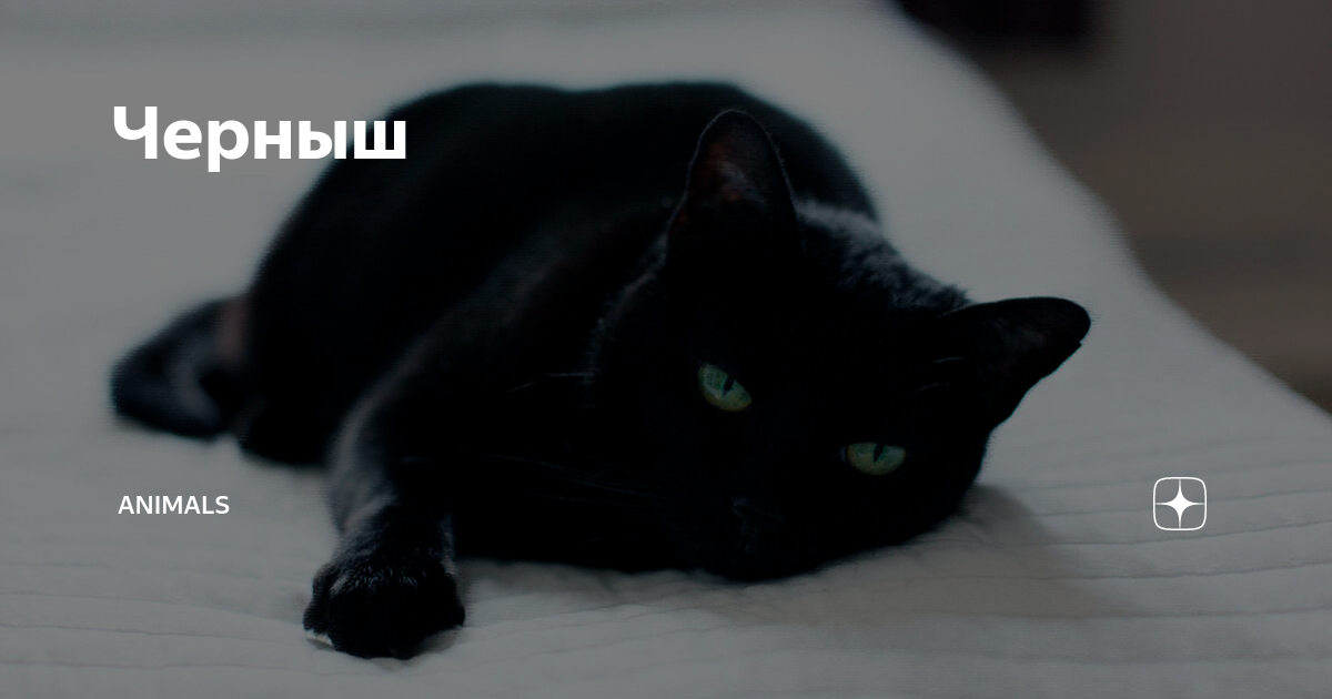 Черныш | Animals | Дзен