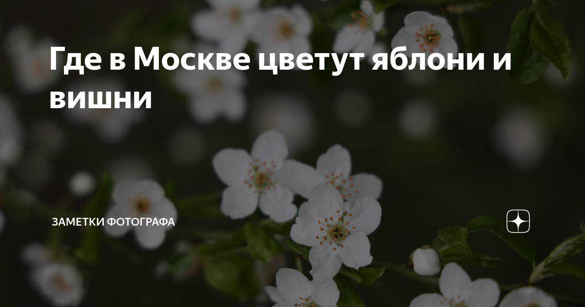 Где в Москве цветут яблони и вишни