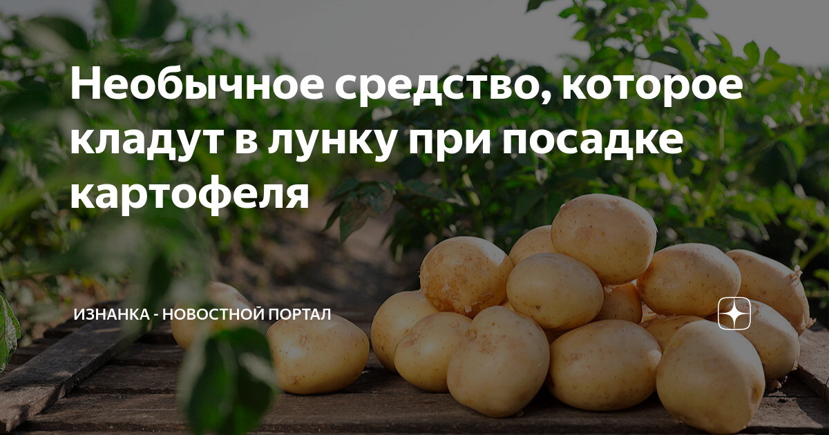 Необычное средство, которое кладут в лунку при посадке картофеля ...