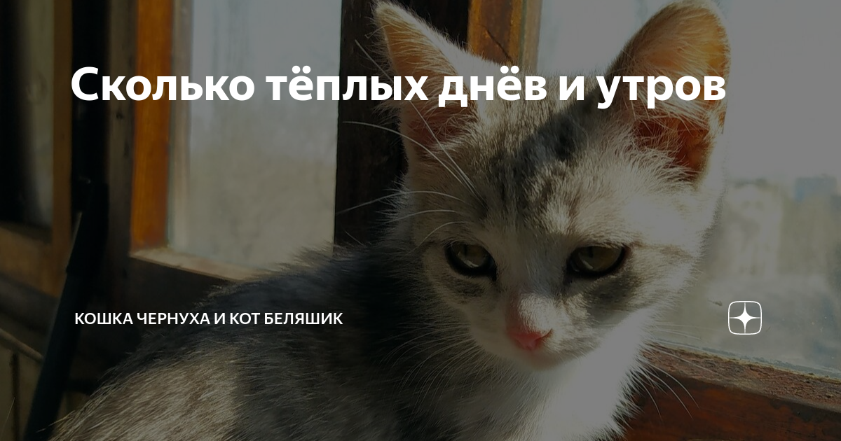 дзен коты беляшик и чернуха