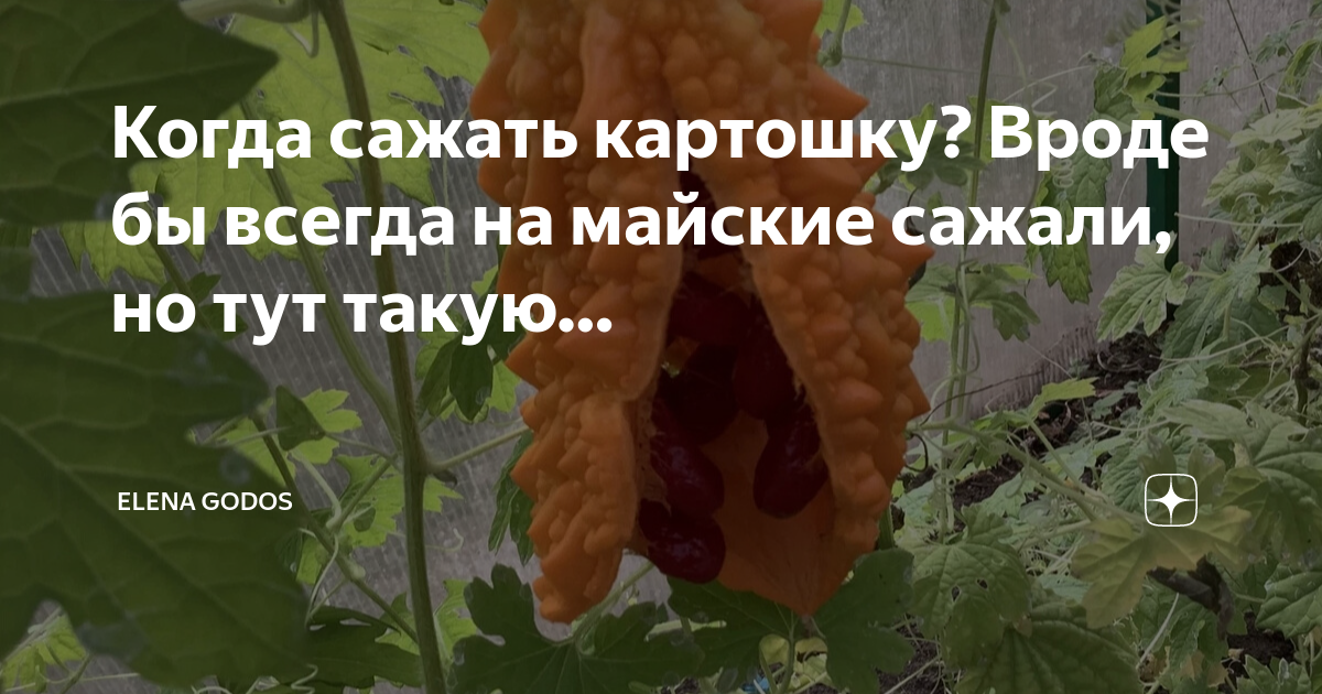Картофель в огороде. Когда что сажать по народным приметам. Посадка картофеля. Народные приметы для посадки огорода. Размер посадочного картофеля для посадки.