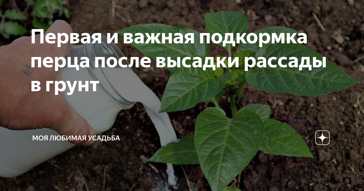 Когда высаживать рассаду в открытый грунт. Овощные предшественники для посадки. После перца. После чего можно сажать лук на следующий год в открытом грунте. После перца.