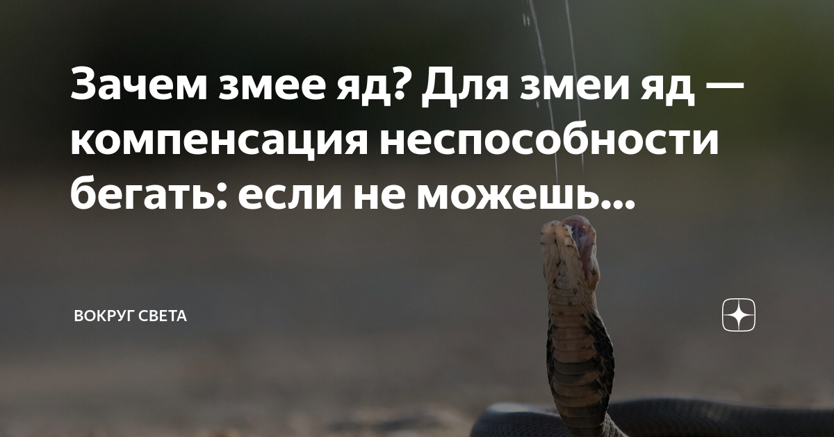 Симптомы при отравлении змеиным ядом. Почему яд. Почему яд. Чем полезе п челиный ят. Пчелиный яд.